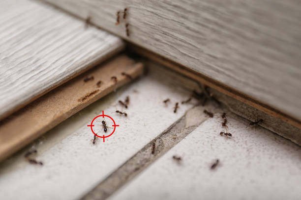 Best Bed Bug Extermination  in Naples Park, FL