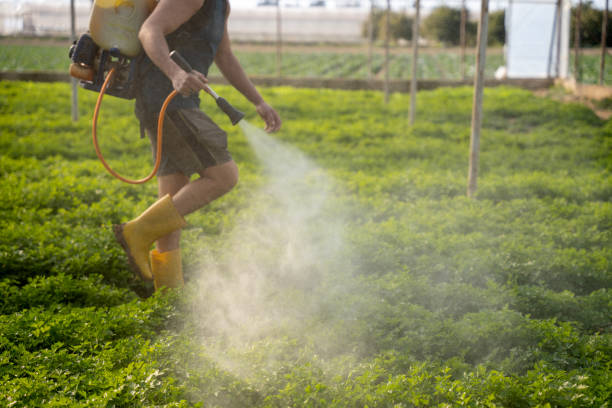 Best Ant Control Services  in Naples Park, FL